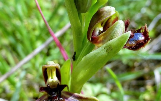 Ophrys regis-ferdinandii