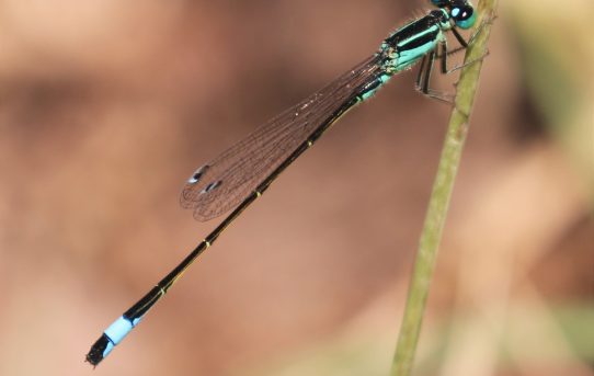 Ischnura elegans