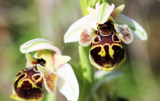 Ophrys dodekanensis