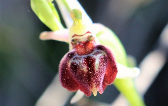 Ophrys elegans