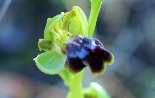 Ophrys funerea