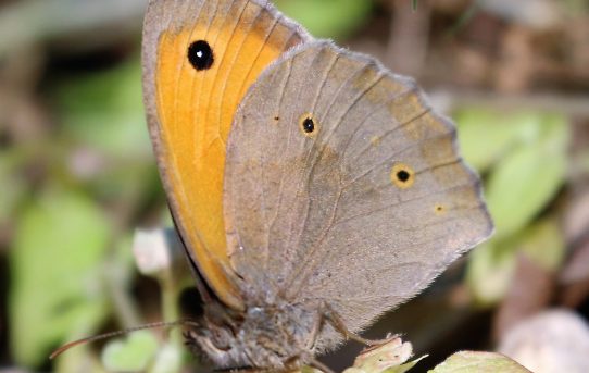 Maniola jurtina. Meadow Brown.