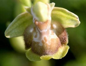 Ophrys flavomarginata