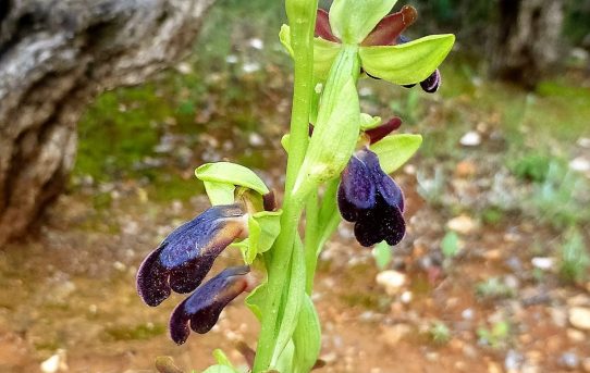 Ophrys iricolor