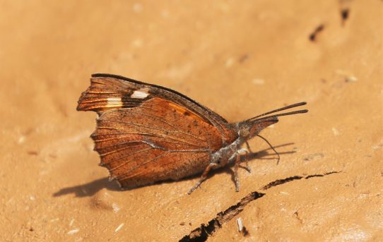 Libythea celtis. Nettle-tree Butterfly.