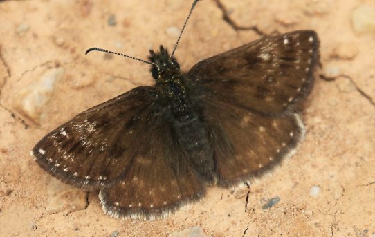 Spialia orbifer. Hungarian Skipper