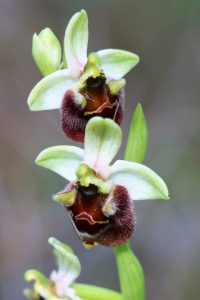 Ophrys bornmuelleri