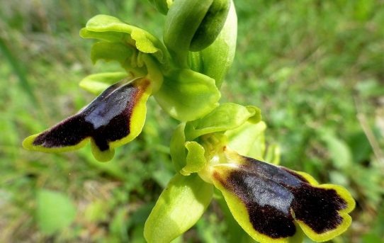 Ophrys blitopertha