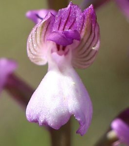 Anacamptis picta var causica