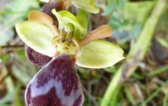 Ophrys pelinaea