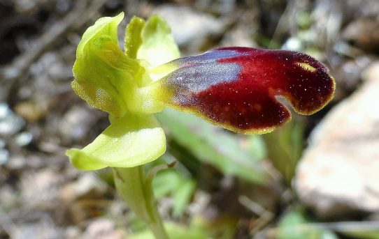 Ophrys lindia