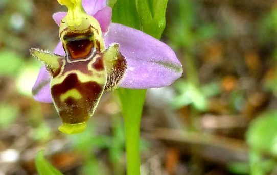 Ophrys minutula