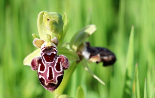 Ophrys kotschyi