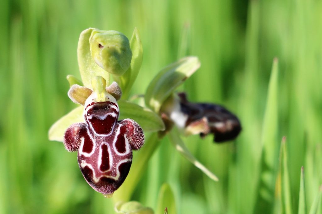 Ophrys kotschyi