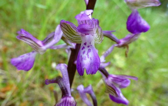 Anacamptis picta