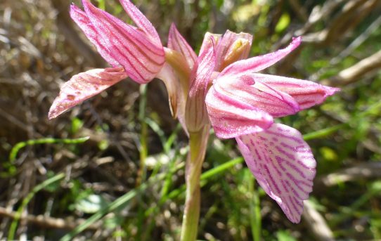 Orchis papilionacea ssp heroica