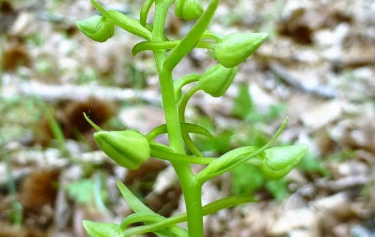 Platanthera holmboei