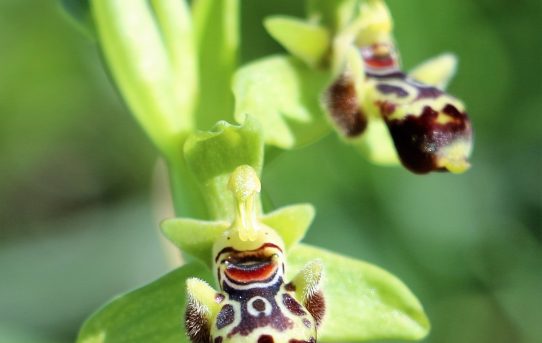 Ophrys israelitica