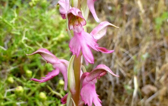 Orchis sancta