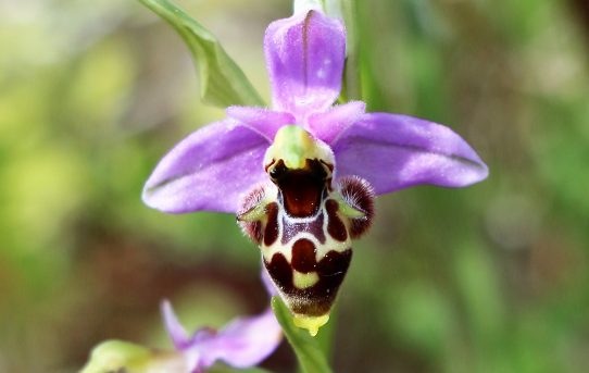 Ophrys orphanidea