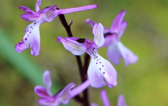 Orchis anatolica