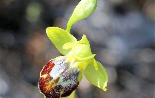 Ophrys parosica var phaseliana