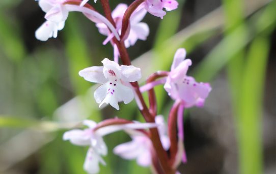 Orchis sezikiana