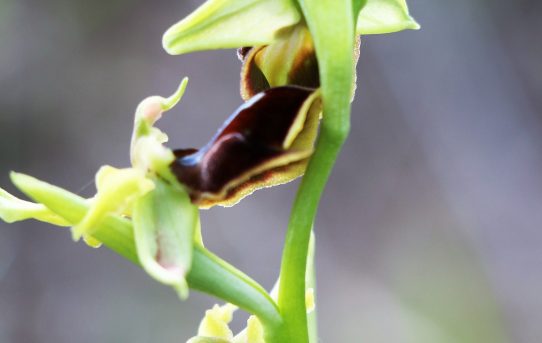 Ophrys alasiatica