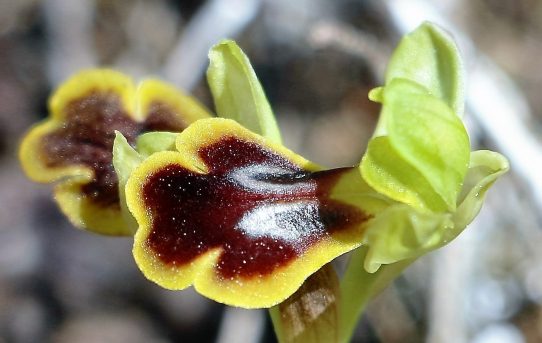 Ophrys persephonae