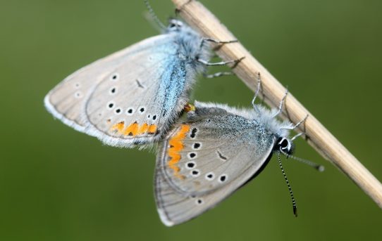 Glaucopsyche alexis. Green-underside Blue.