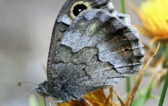 Brintesia circe. Great Banded Grayling.