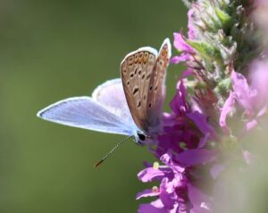 Polyommatus icarus.