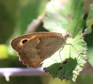 Maniola justina Meadow Brown