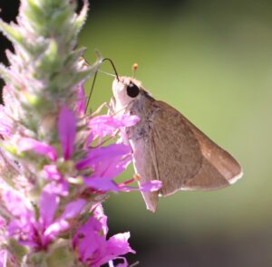 Thymelicus sylvestris.