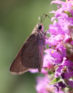 Thymelicus sylvestris.