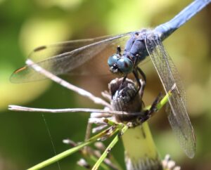 Orthetrum brunneum