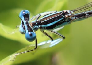 Coenagrion puella.