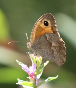 Maniola justina Meadow Brown