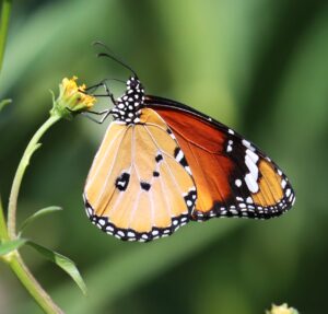 Danaus chrysippus.