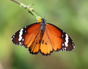 Danaus chrysippus.