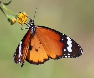 Danaus chrysippus.