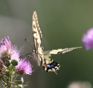 Iphiclides podalirius