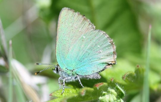 Callophrys rubi. Green Hairstreak.