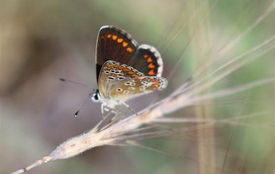 Polyommatus escheri. Escher's Blue.