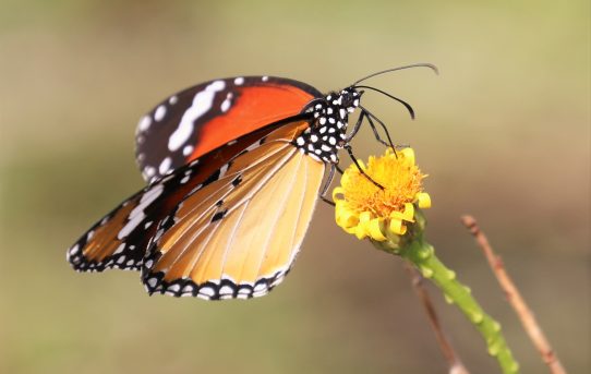 Danaus chrysippus. Plain Tiger