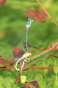 Platycnemis pennipes ssp nitidula
