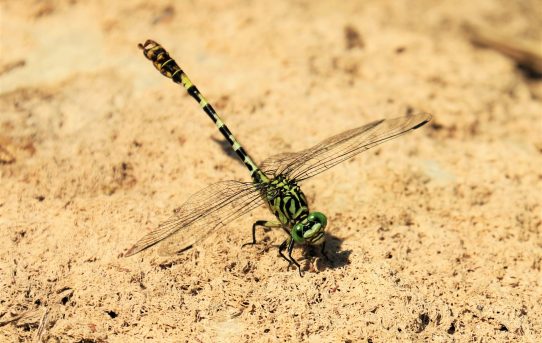 Onychogomphus forcipatus