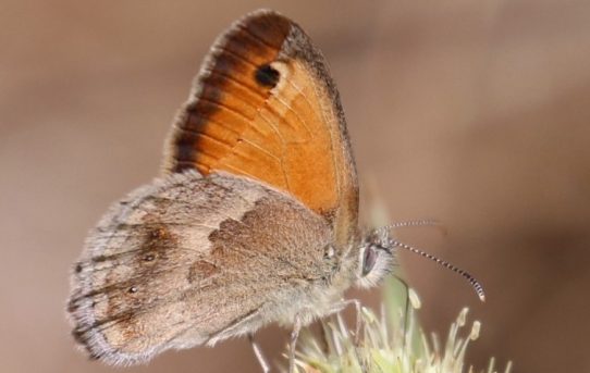 Coenonympha pamphilus. Small Heath.