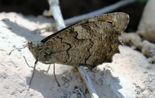 Hipparchia statilinus. Tree Grayling.