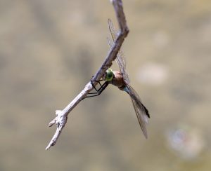 Anax parthenope. Lesser Emperor.